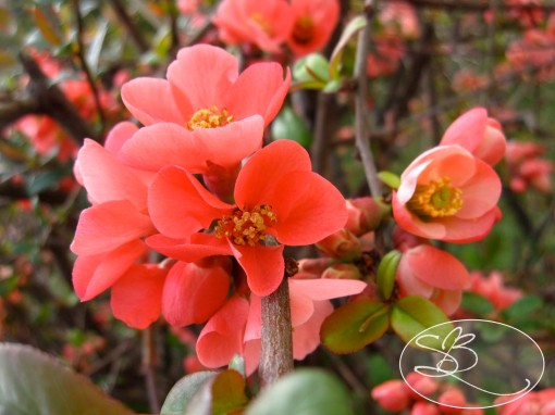 Fuschia Magnolias
